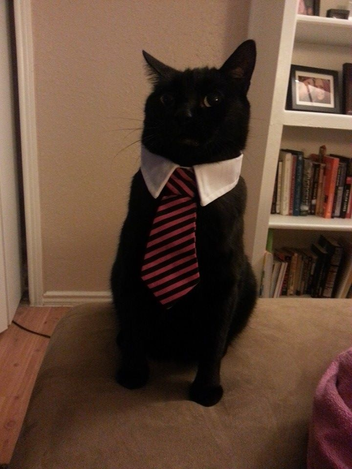 Dapper Cat in a Tie